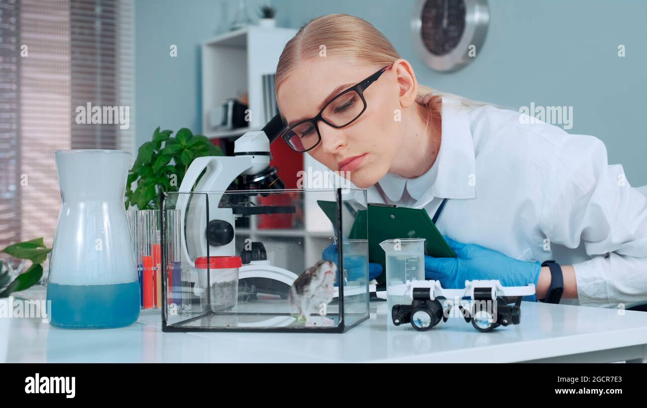 Ricerca femminile scienziato imparare comportamento animale durante l'esperimento e prendere appunti nel moderno laboratorio di chimica Foto Stock