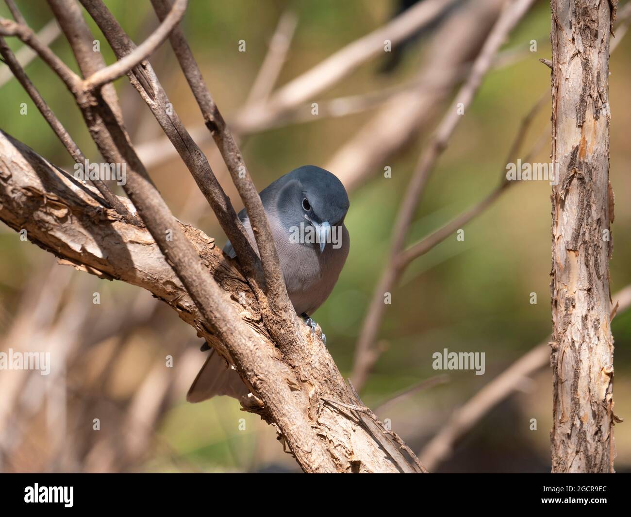 Cuckoo-sharke nero-faced, Coracina novaehollandiae, appollaiato in un albero in Australia Centrale Foto Stock