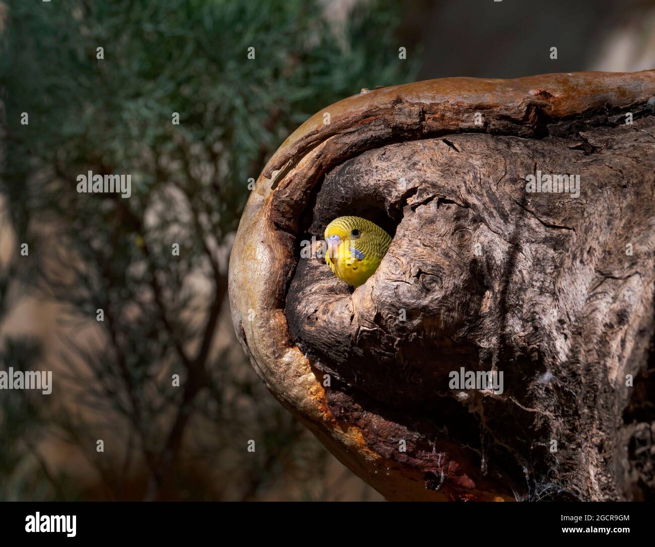 Budgerigar pulcino, Melopsittacus undulatus, sbirciando dal suo nido in un albero di eucalipto nell'entroterra dell'Australia centrale. Foto Stock