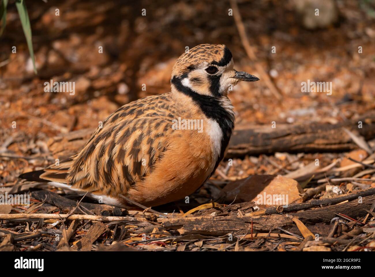 Un Dotterel interno, Charadrius australis nel centro rosso dell'Australia Centrale. Foto Stock