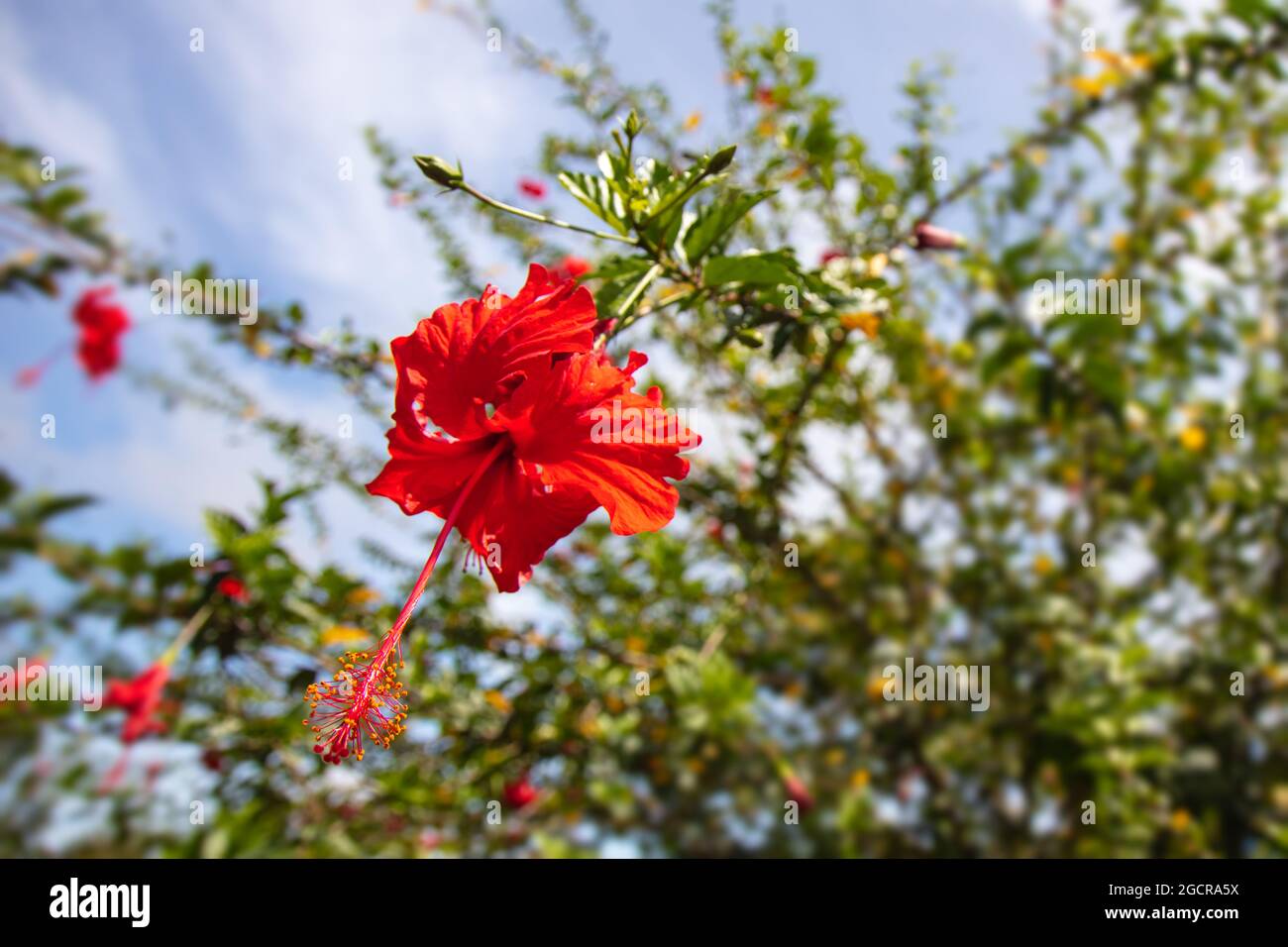 Hibiscus fiore di fronte al monte kinabalu, Sabah, Malesia. Fiori rossi fioriscono nella foresta pluviale selvaggia intorno alla montagna più alta del sud-est A. Foto Stock