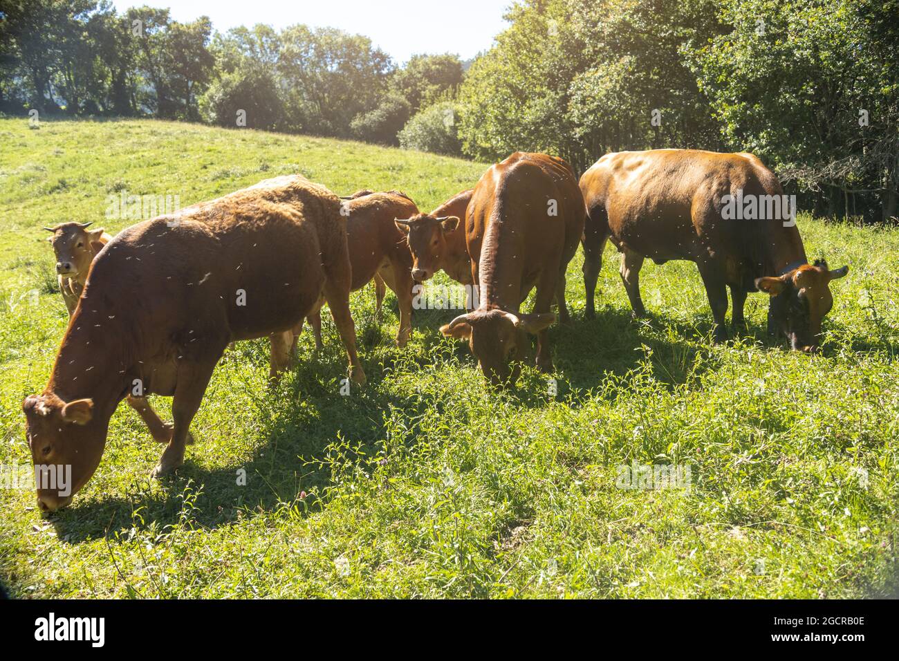 mucche da latte che pascolano in un prato con i loro vitelli circondati da mosche in una giornata di sole Foto Stock