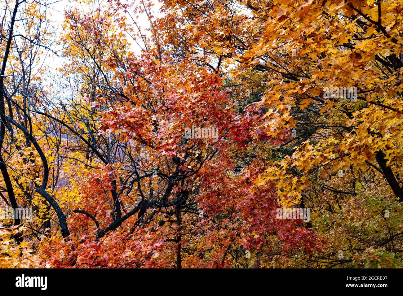 Foglie d'autunno colorate nella foresta vicino al grande muro della cina. Foglie rosse e gialle sui rami o tosse sull'acero. Coloratissima Foto Stock