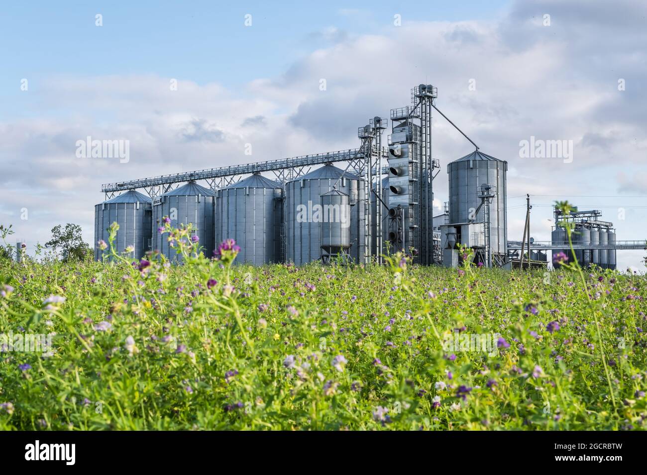 Moderno ascensore Granary e linea per la pulizia dei semi. Silos argentei su agro-processing e impianto di produzione per stoccaggio e lavorazione essiccazione pulizia di Foto Stock