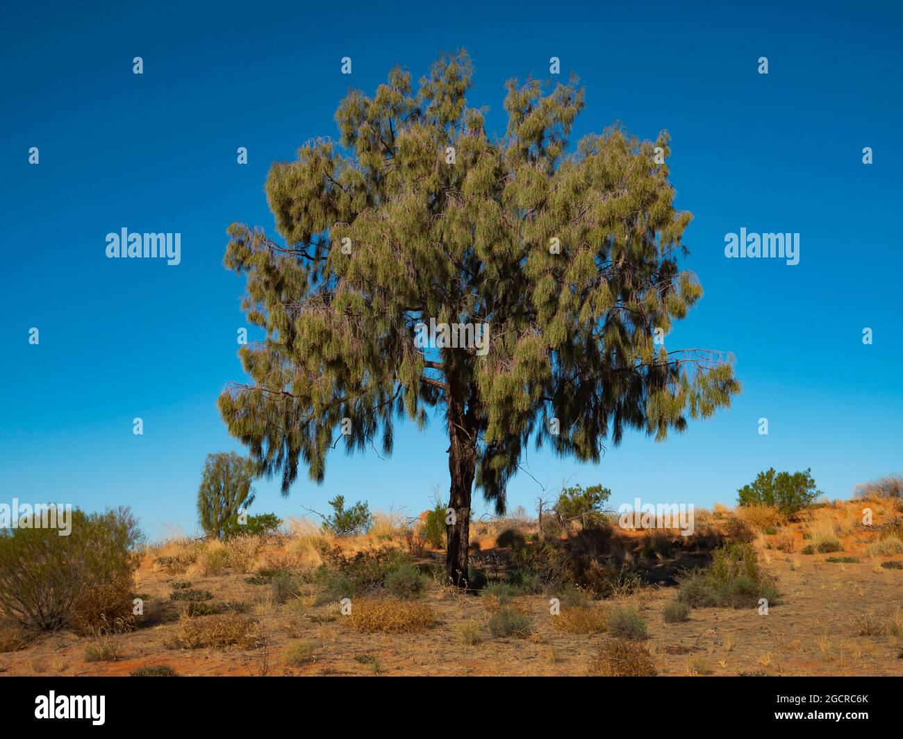 Desert Oak, Allocasuarina decaisneana, nell'entroterra dell'Australia Centrale con cielo blu. Foto Stock
