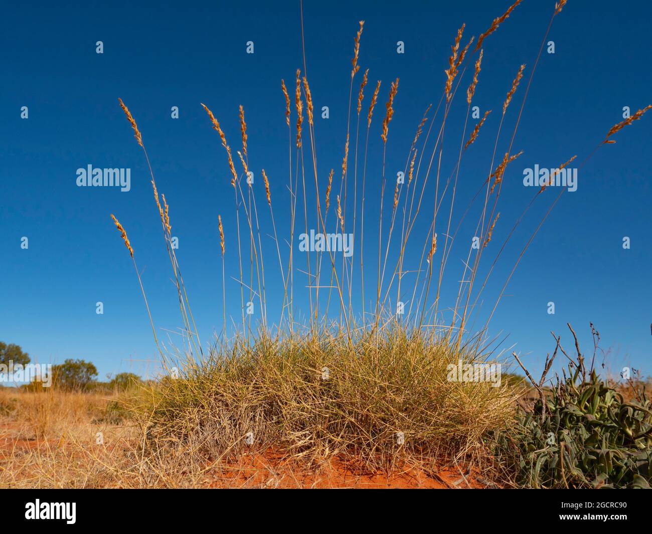 Pianta di erba spinifex nel deserto dell'Australia Centrale con cielo blu e semi. Foto Stock