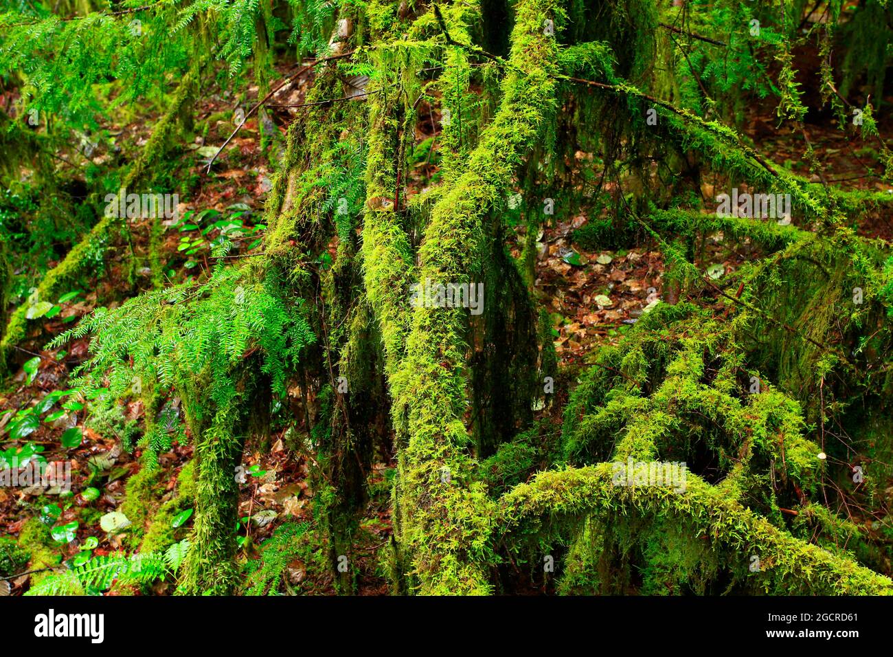 Un'immagine esterna di una foresta del Pacifico nord-occidentale con alberi caduti Foto Stock