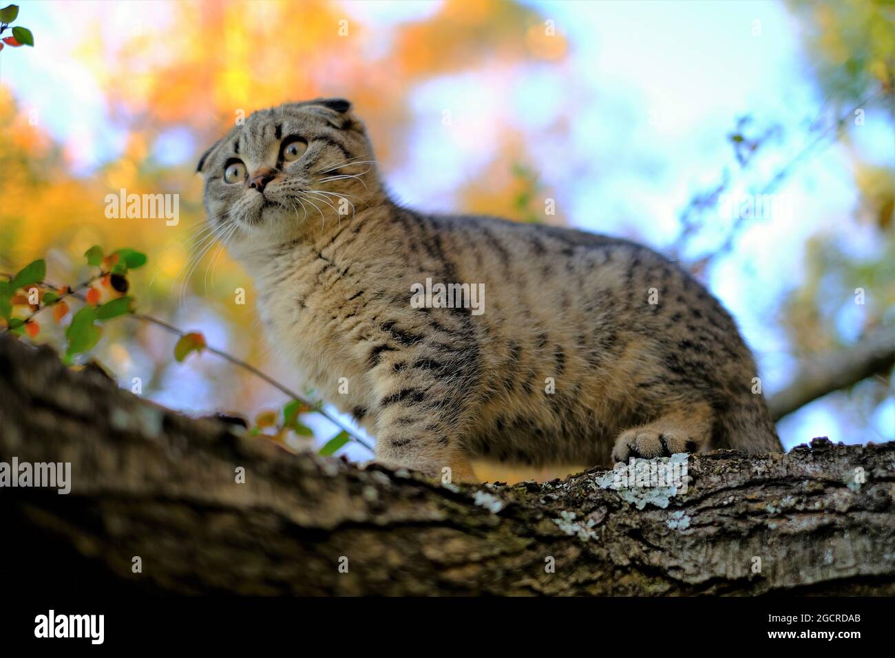 Gattino sulla stagione tree.Autumn. Gattino scozzese piegato grigio nel giardino d'autunno. Animali domestici a piedi. Foto Stock