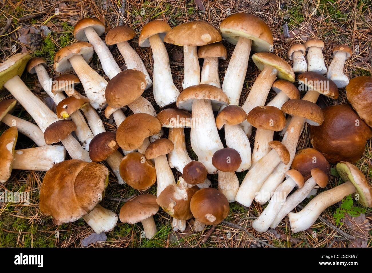 Un sacco di Boletus Edulis nella foresta. Funghi commestibili crudi sul muschio nei boschi in caduta. Nessuno Foto Stock