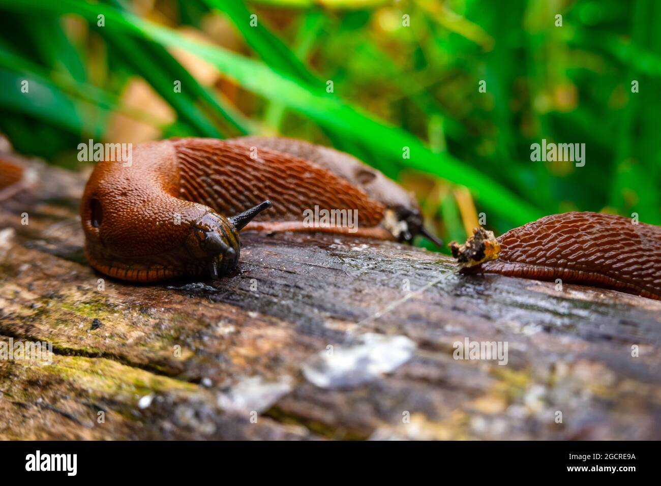 Primo piano vista della comune bruno spagnolo slug su legno log esterno. Grandi lumache brune slimy striscianti nel giardino Foto Stock
