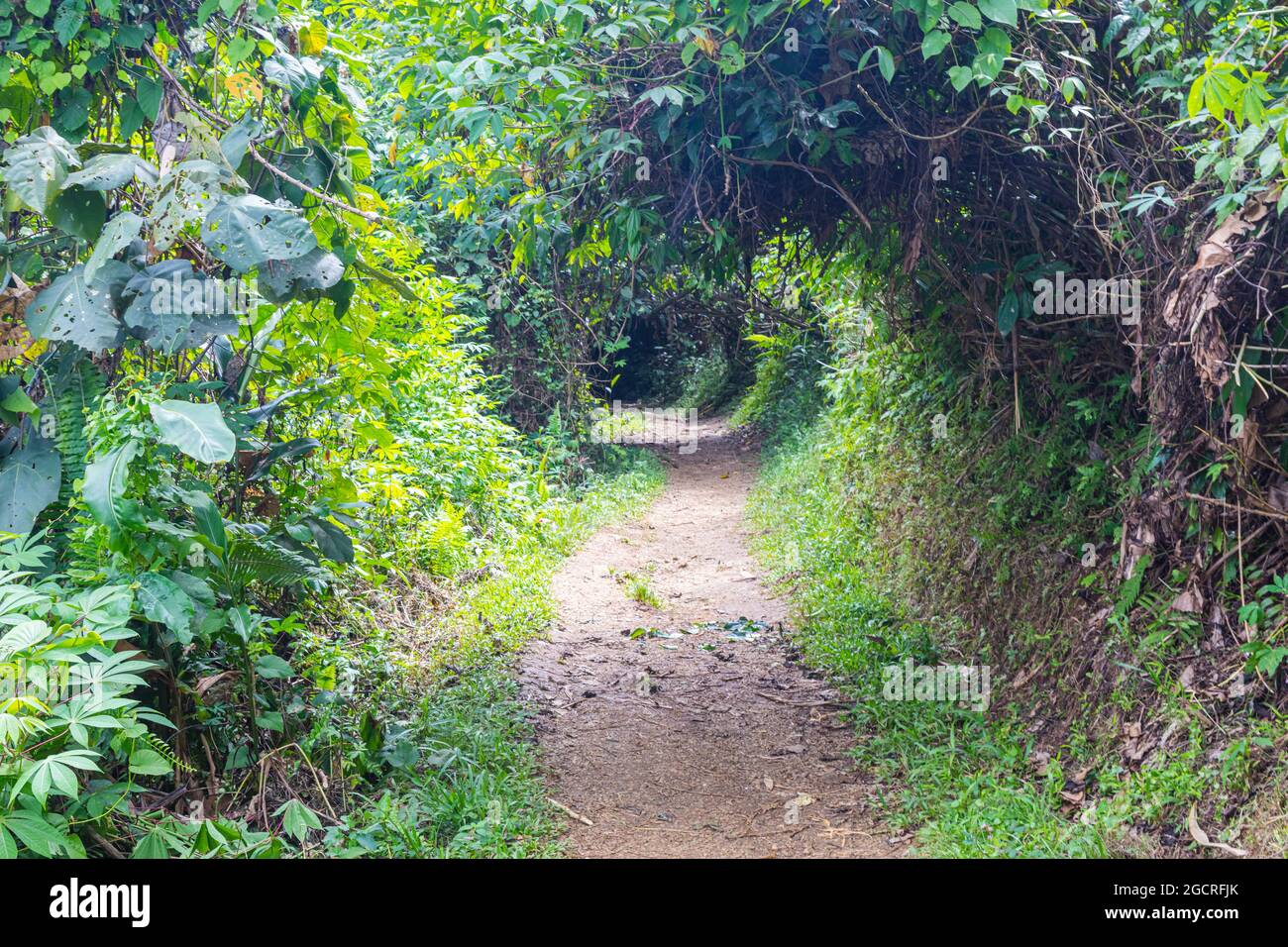 Sentiero attraverso la foresta pluviale del sud-est asiatico a Borneo. Gli alberi tropicali si trasformano in un tunnel verde attraverso la lussureggiante foresta pluviale. Foto Stock