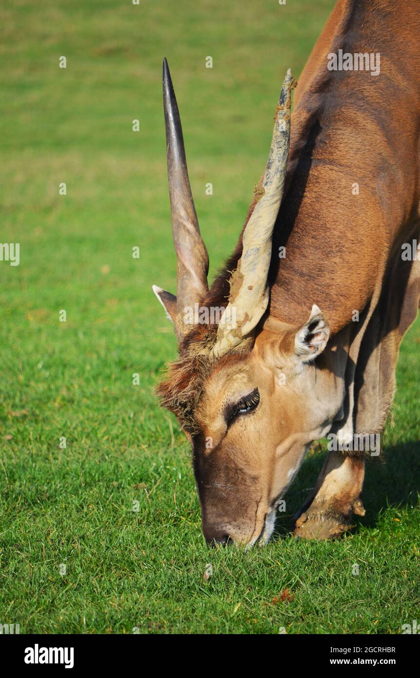 Antelope (Ourebia ourebi) Foto Stock
