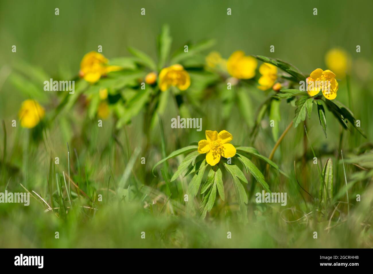 Legno giallo Anemone, Anemonoides ranunculoides fiorente in una giornata di sole primavera nella natura estone Foto Stock