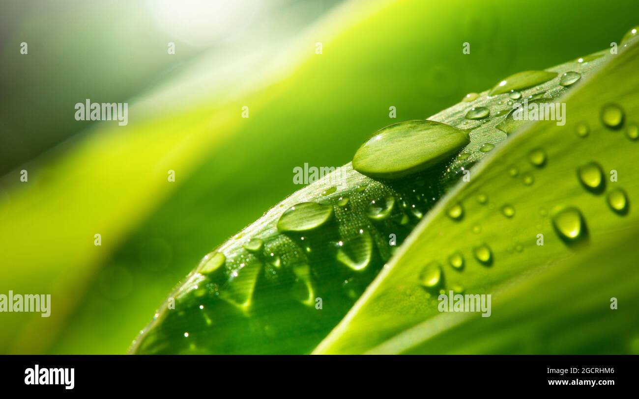 Goccia d'acqua su verde lussureggiante fogliame dopo la radinatura. Foto Stock
