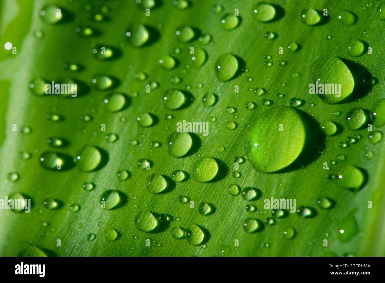 Foglia verde con gocce d'acqua Foto Stock