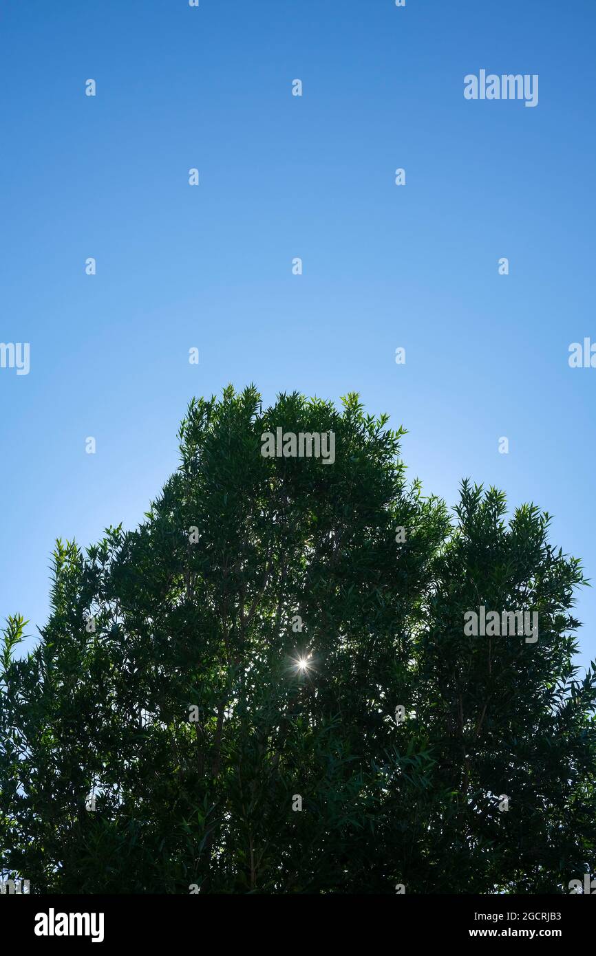 Luce del sole che flare attraverso un albero e cielo blu Foto Stock