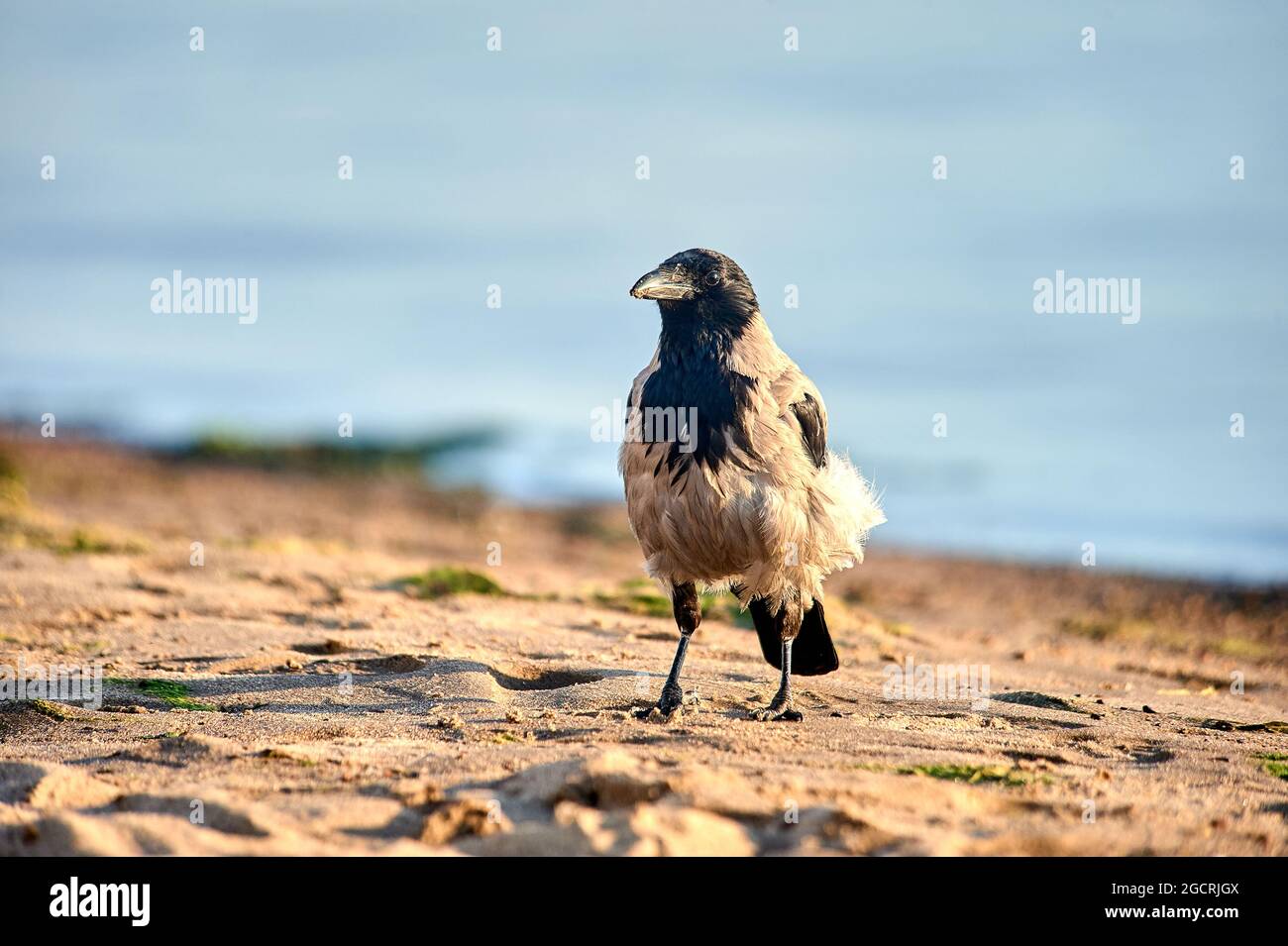 Un corvo sorge sulla sabbia in una serata soleggiata Foto Stock