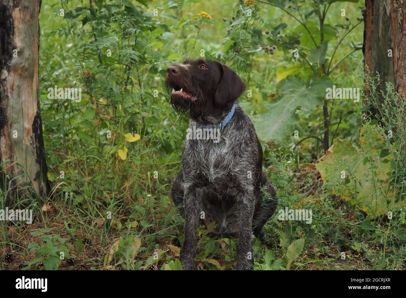 Cane da caccia di razza tedesca Drahthaar nella foresta in estate. Foto di alta qualità Foto Stock