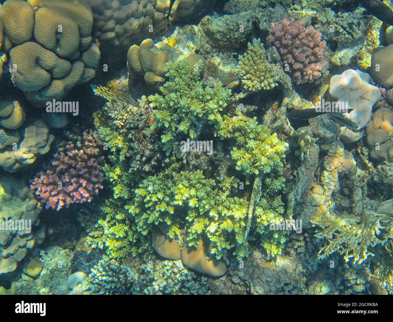 Fotografia subacquea delle barriere coralline del Mar Rosso nel Sinai del Sud Foto Stock