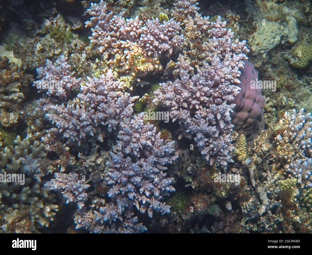 Fotografia subacquea delle barriere coralline del Mar Rosso nel Sinai del Sud Foto Stock