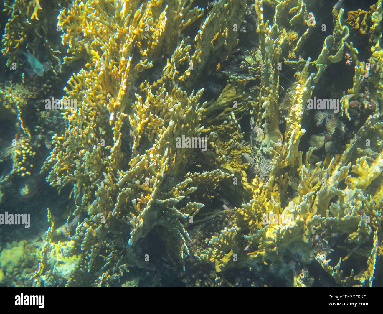 Fotografia subacquea delle barriere coralline del Mar Rosso nel Sinai del Sud Foto Stock