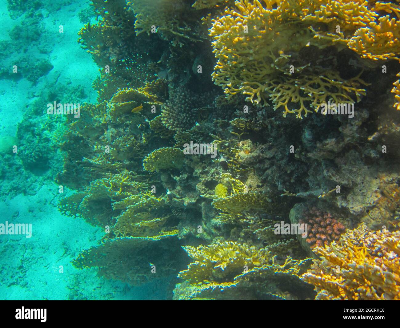 Fotografia subacquea delle barriere coralline del Mar Rosso nel Sinai del Sud Foto Stock