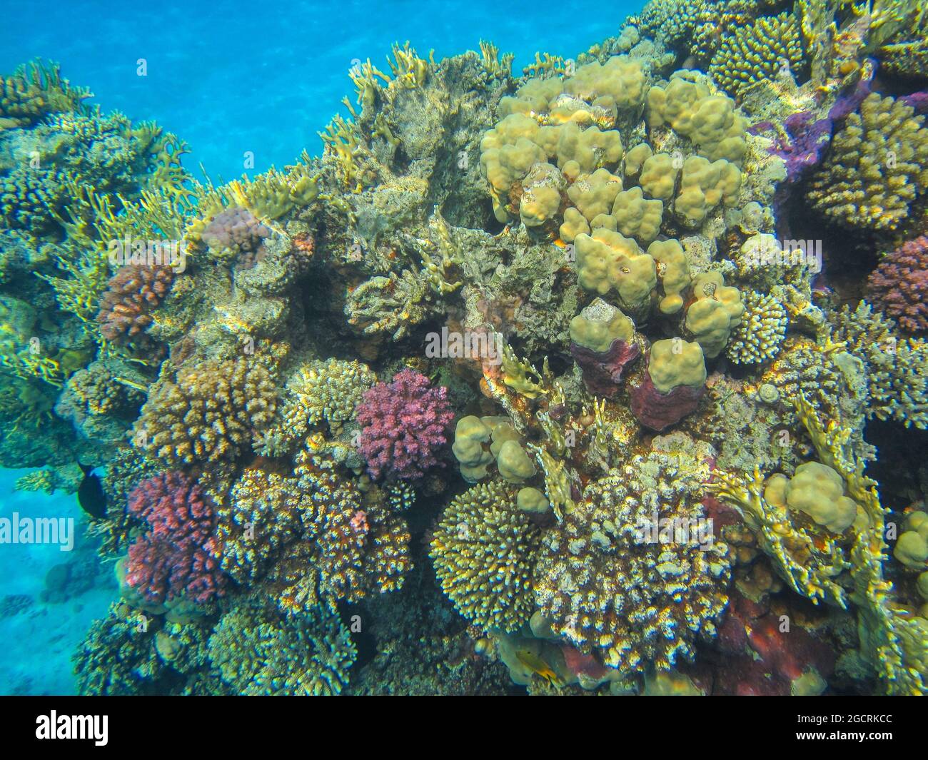 Fotografia subacquea delle barriere coralline del Mar Rosso nel Sinai del Sud Foto Stock