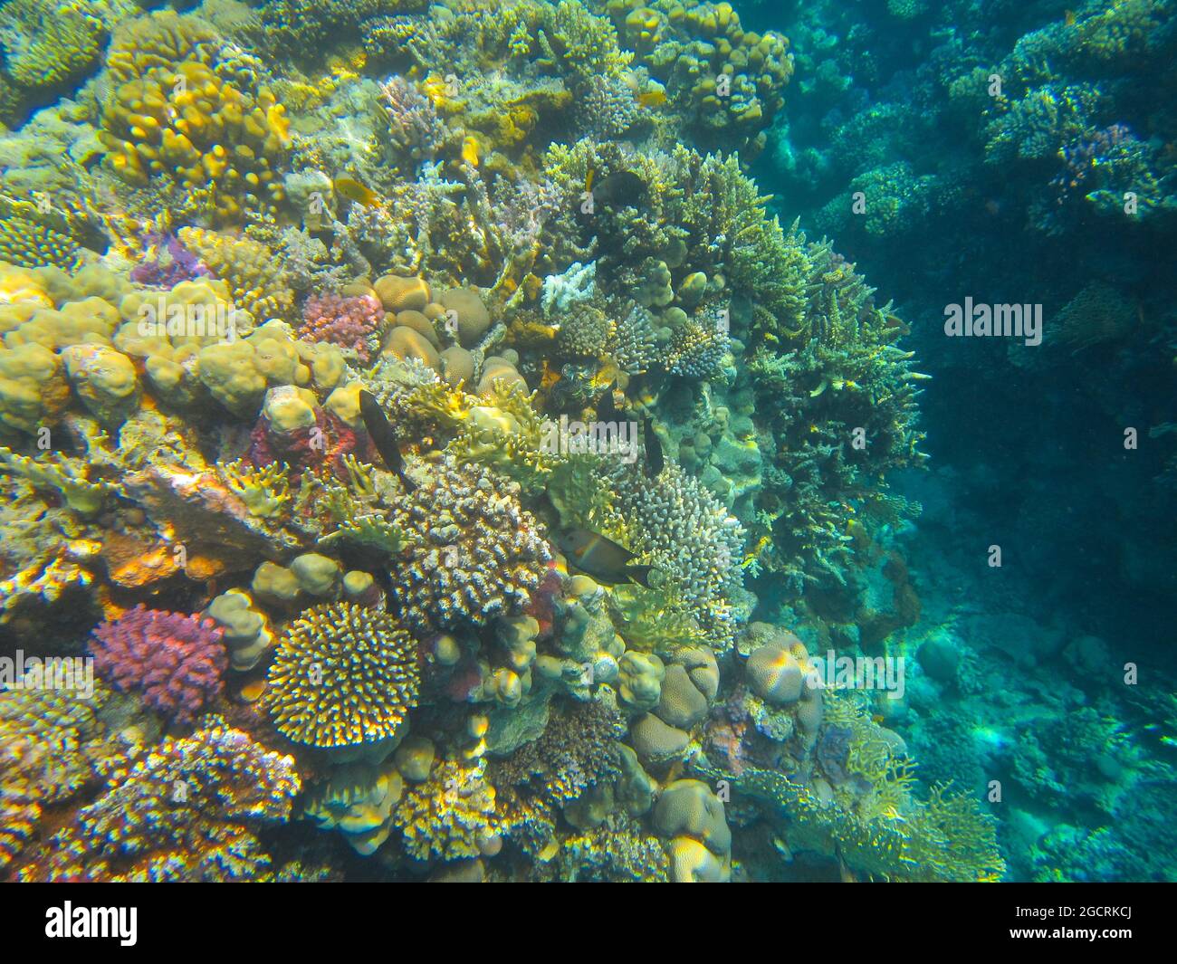 Fotografia subacquea delle barriere coralline del Mar Rosso nel Sinai del Sud Foto Stock