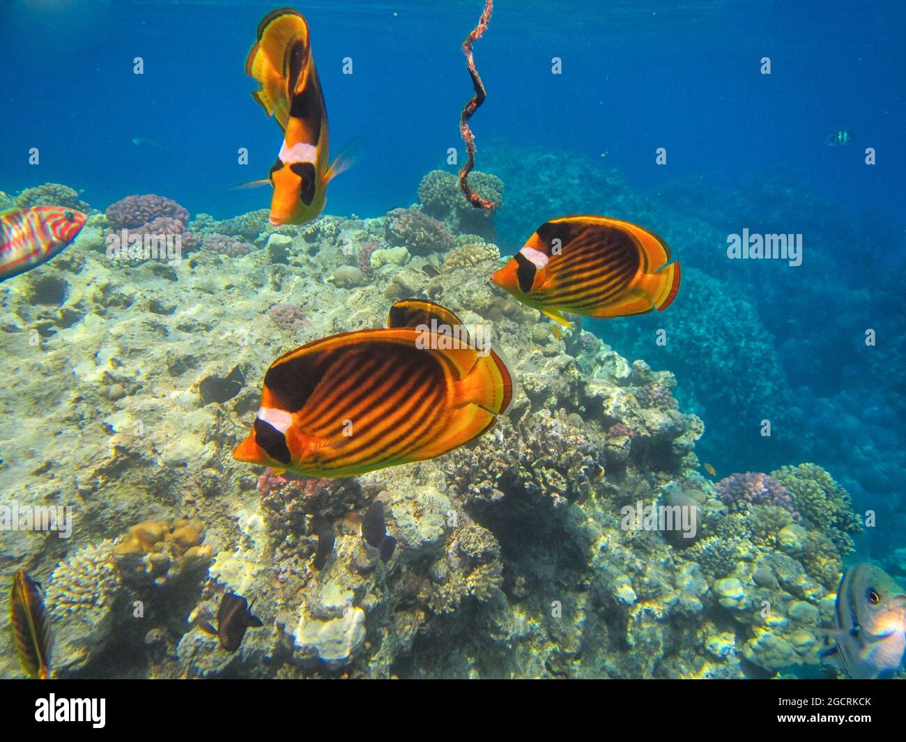 Fotografia subacquea delle barriere coralline del Mar Rosso nel Sinai del Sud Foto Stock