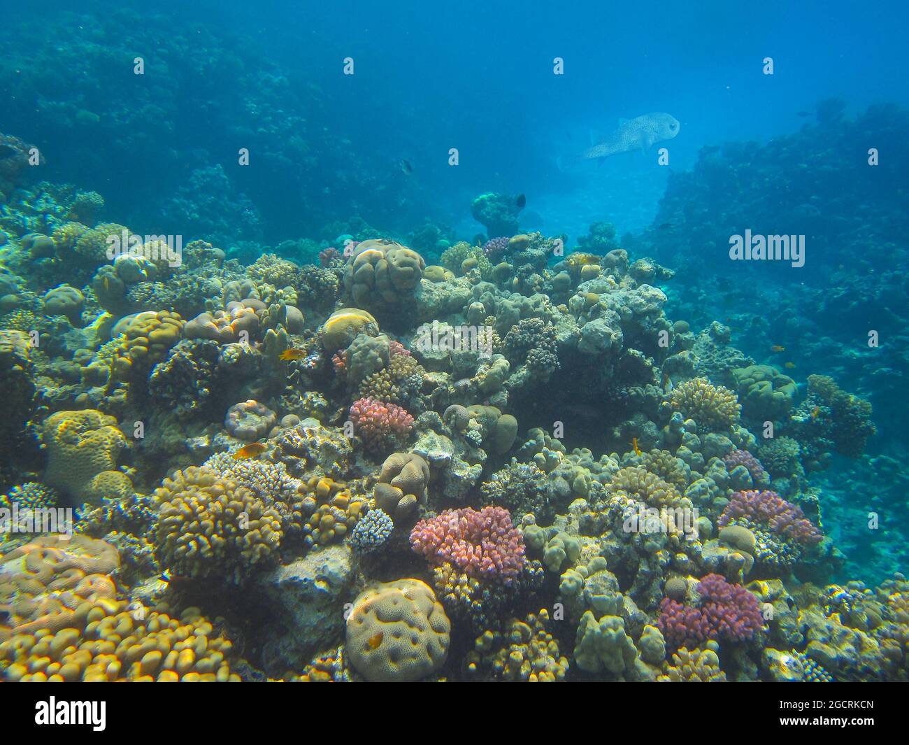 Fotografia subacquea delle barriere coralline del Mar Rosso nel Sinai del Sud Foto Stock
