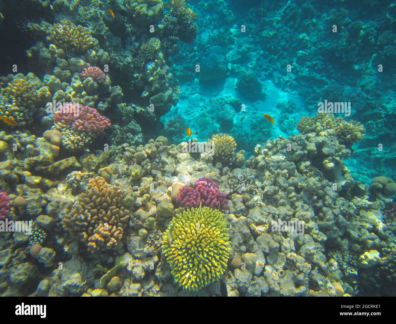 Fotografia subacquea delle barriere coralline del Mar Rosso nel Sinai del Sud Foto Stock