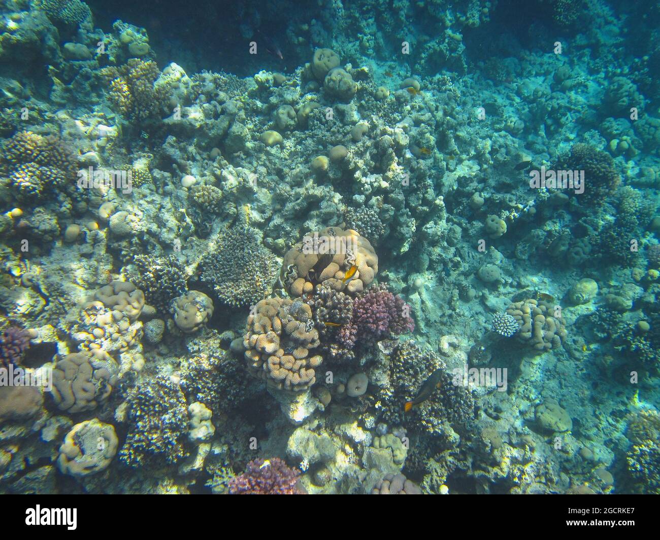 Fotografia subacquea delle barriere coralline del Mar Rosso nel Sinai del Sud Foto Stock