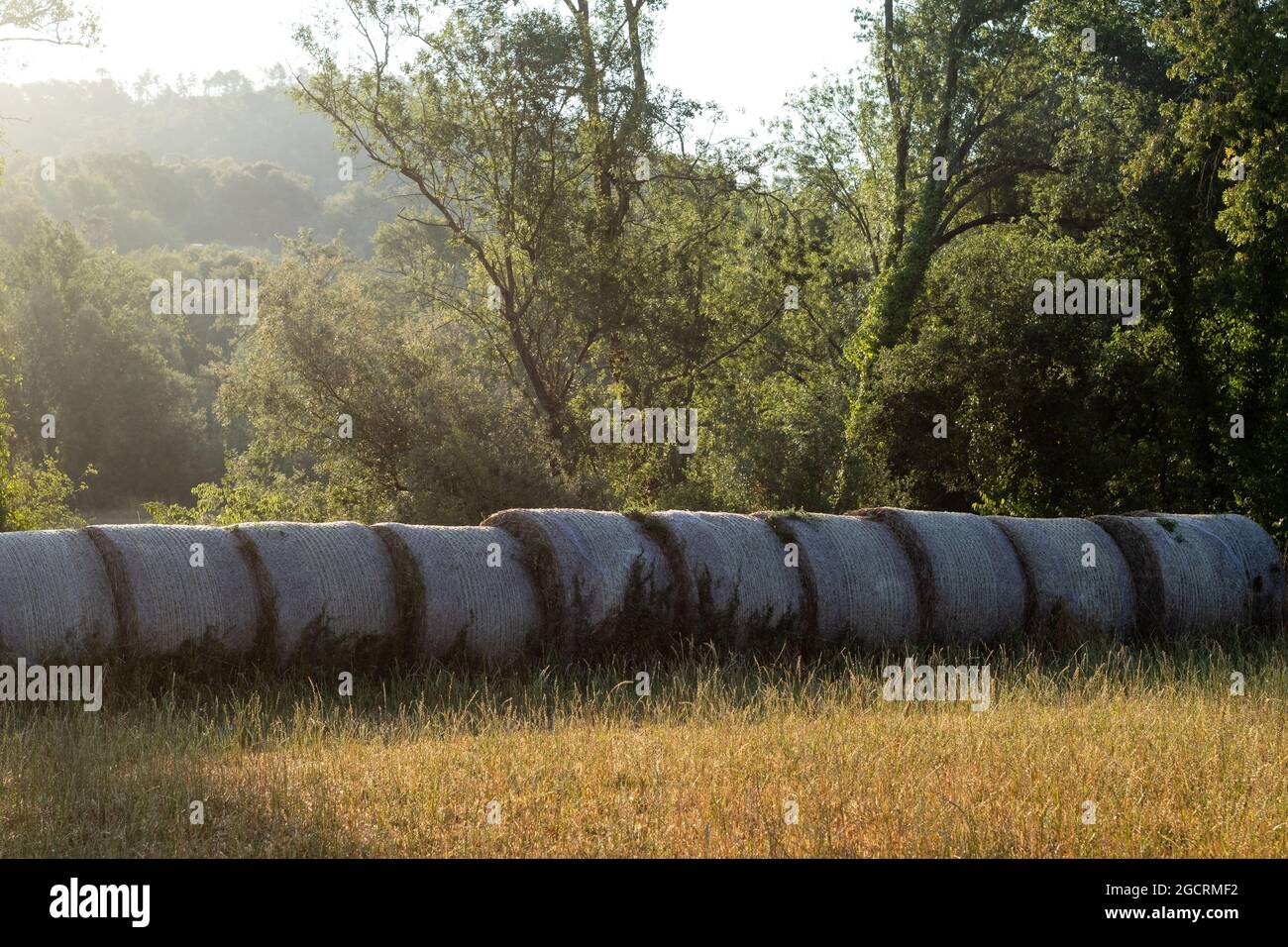 Ruote di paglia poste in una fila su un paesaggio rurale verde Foto Stock