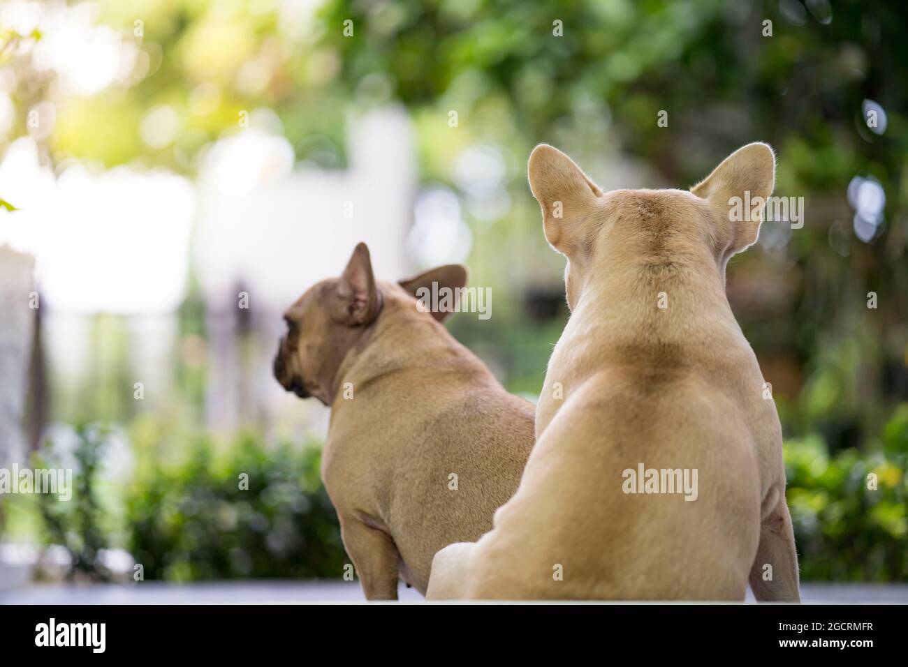Fuoco selettivo di adorabili bulldog francesi all'aperto Foto Stock
