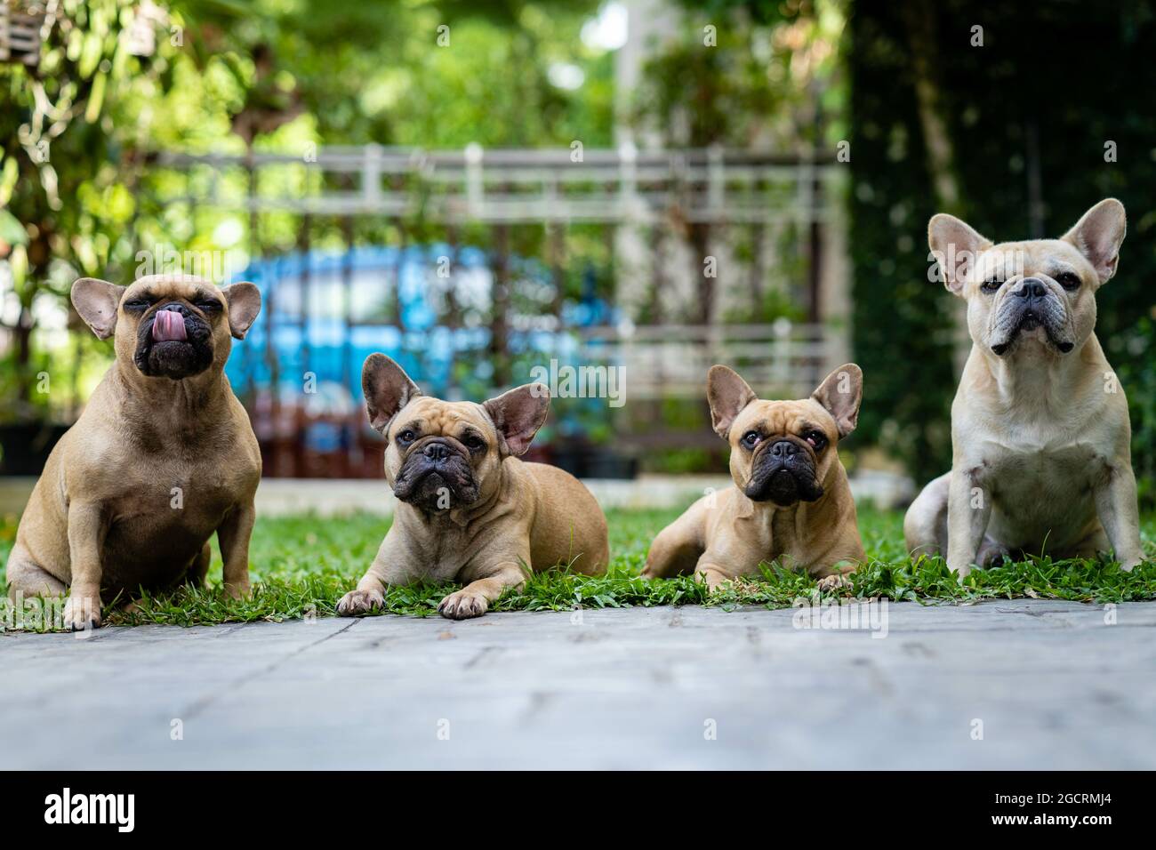 Fuoco selettivo di quattro bulldog francesi all'aperto Foto Stock