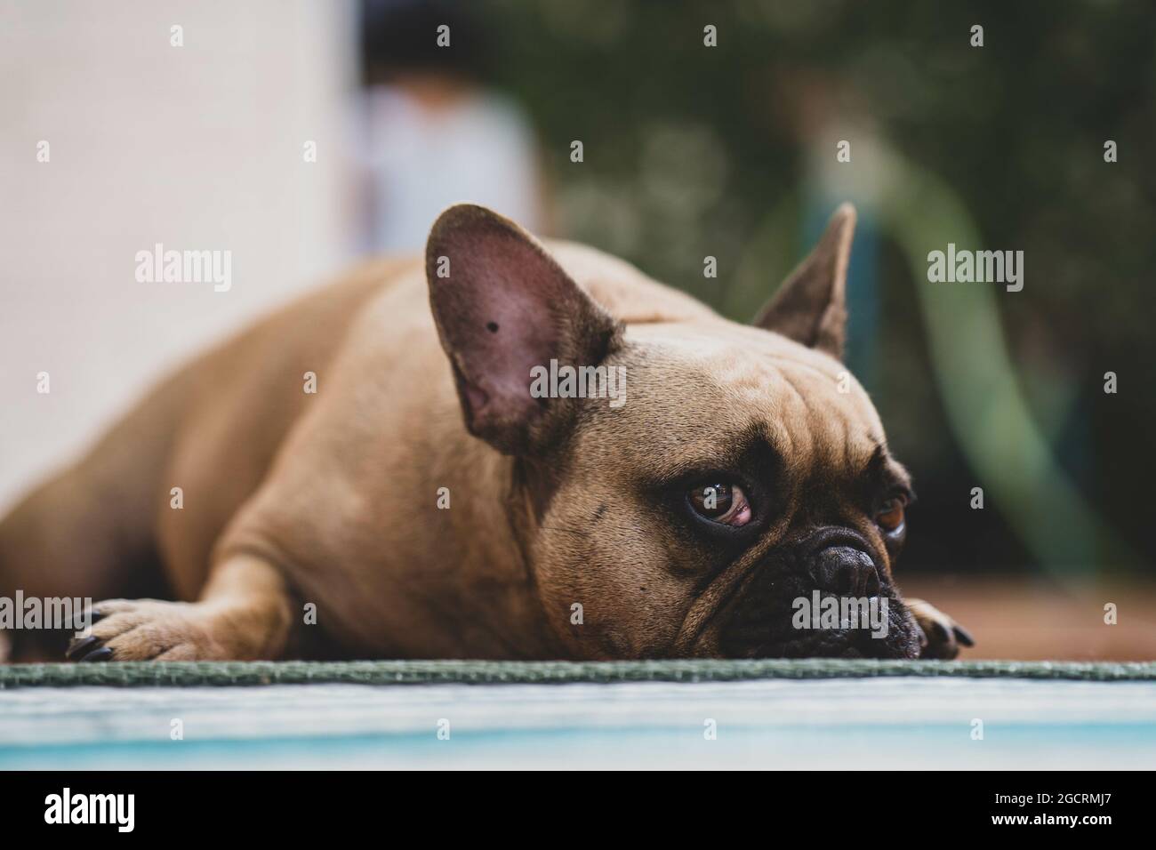 Carino tristissimo bulldog francese sdraiato su un tappetino Foto Stock