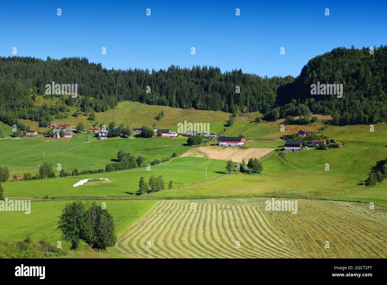 Terreni agricoli e pascoli in Norvegia. Zona agricola nella regione del comune di Sunnfjord (contea di Vestland). Foto Stock