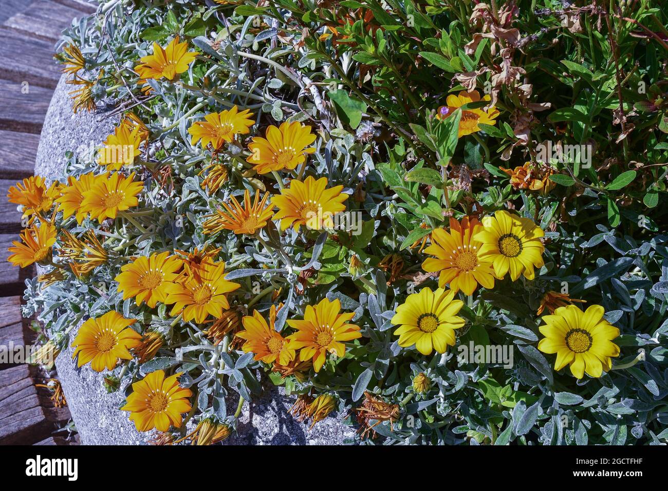 Primo piano di un impianto fiorito di Gazania con teste a margherita composite in brillanti sfumature di giallo e arancione, Genova, Liguria, Italia Foto Stock