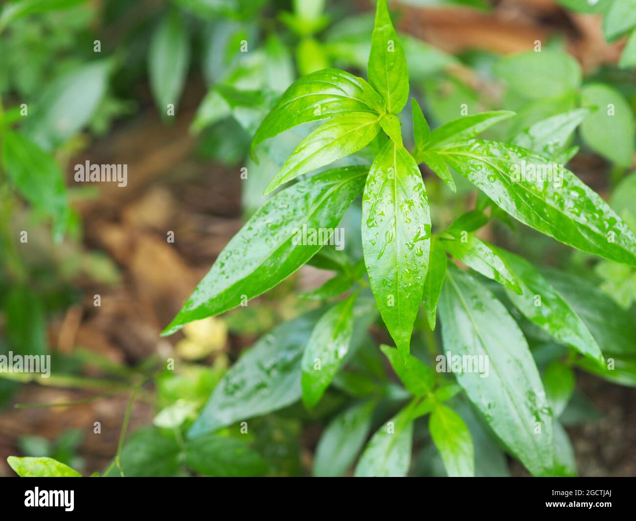 Re dei morsi nome scientifico Andrographis paniculata Burm, muro. Ex Nees, Fah Talai Jhon, erbe thailandesi alleviare mal di gola, ridurre la febbre, riscaldare il Foto Stock