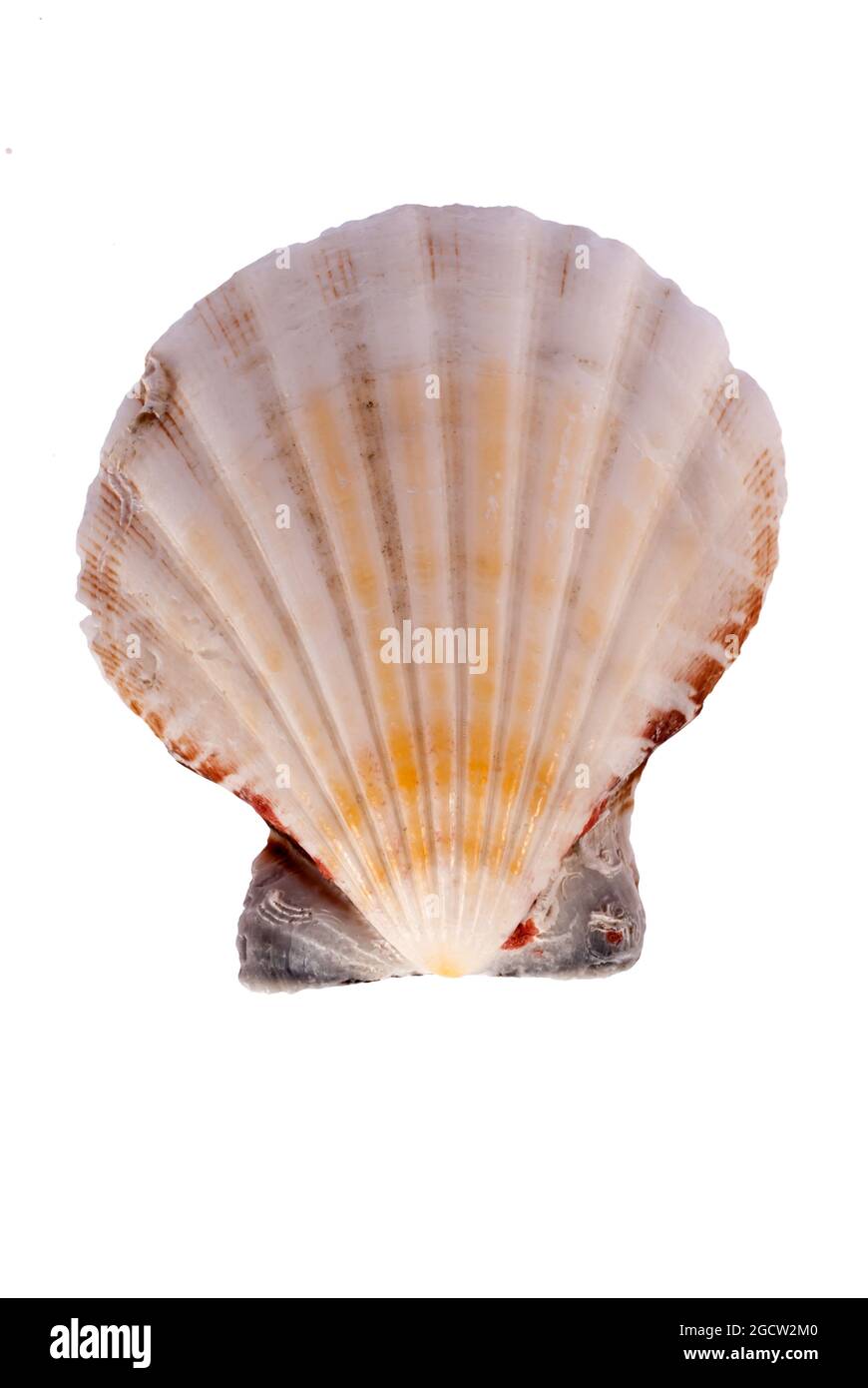 L'unica conchiglia di mare isolata su sfondo bianco Foto Stock