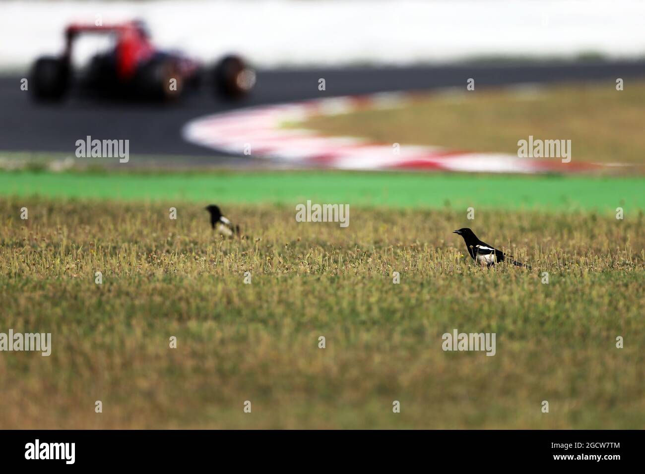 Carlos Sainz Jr (ESP) Scuderia Toro Rosso STR10 passa uccelli in erba. Test di Formula uno, mercoledì 13 maggio 2015. Barcellona, Spagna. Foto Stock