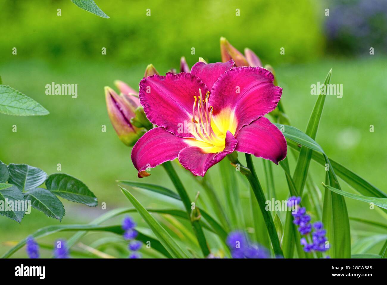 Primo piano di una testa di fiori rosso scuro degli Hemerocallis che cresce in un giardino inglese Foto Stock