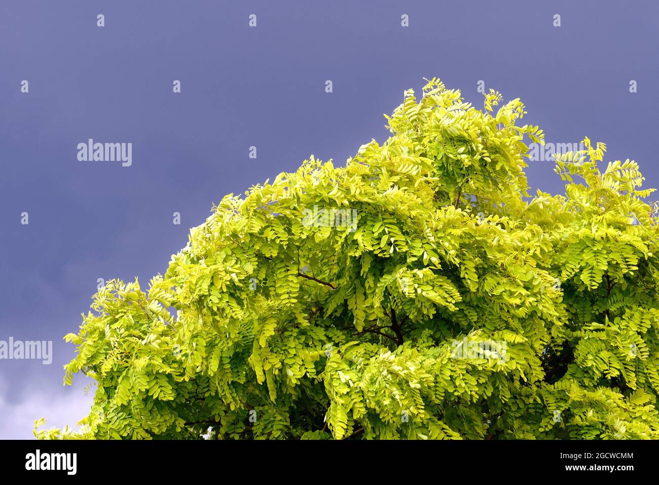 Un albero di Robinia, falsa acacia a foglia intera contro un cielo grigio scuro tempesta Foto Stock