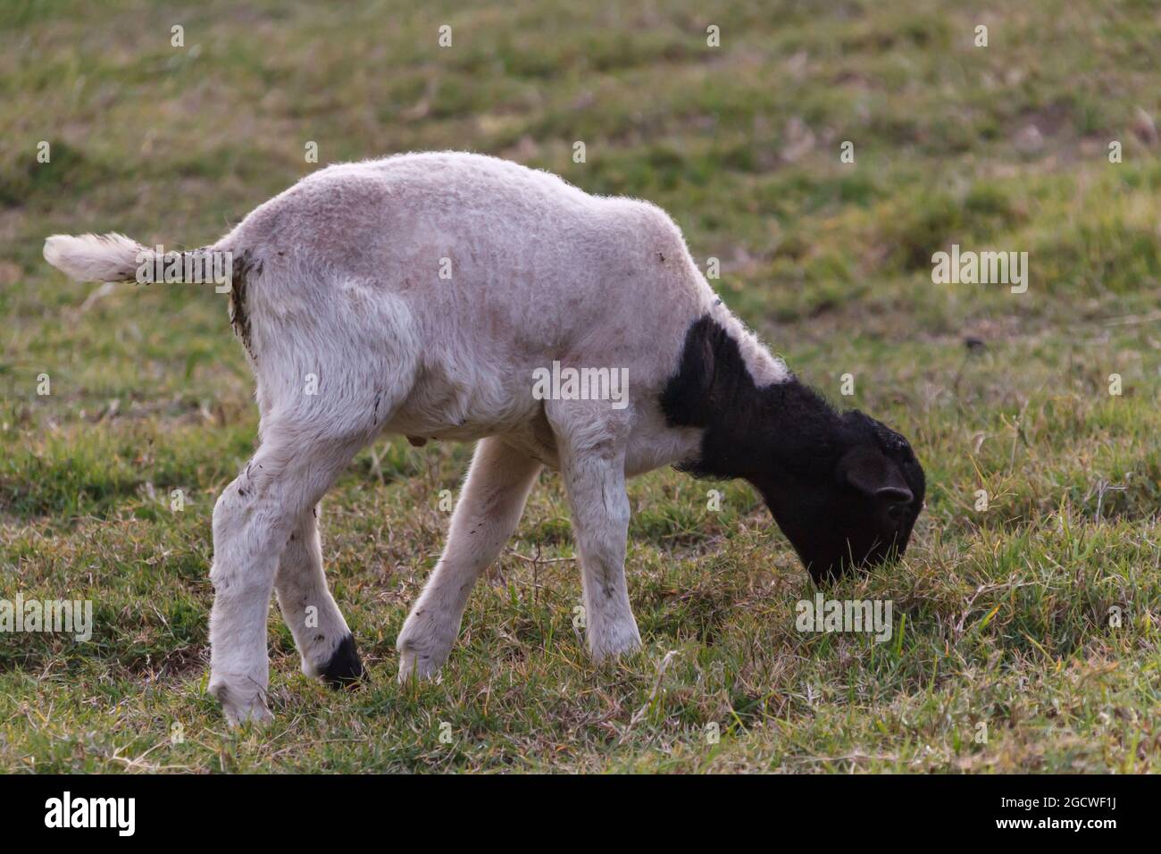 carino agnello di pecora dormiente che pascolano su un po' d'erba per la colazione Foto Stock