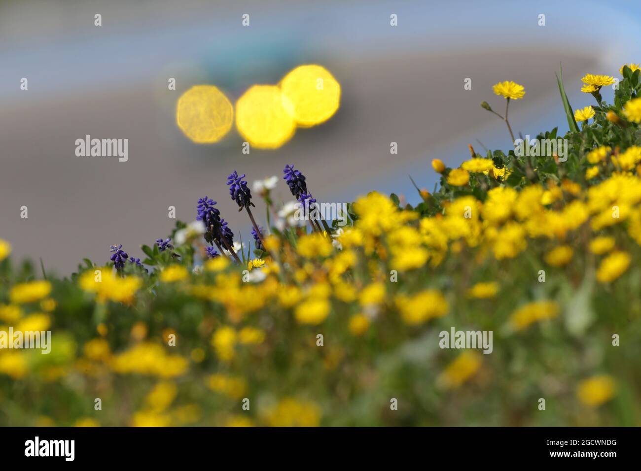 Azione panoramica. FIA World Endurance Championship, 'Prologue' Official Test Days, venerdì 25 marzo 2016. Paul Ricard, Francia. Foto Stock
