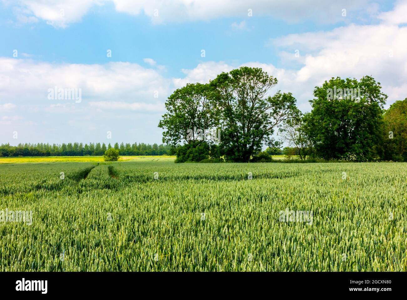 Campo di coltura di orzo che cresce su una fattoria arabile. Foto Stock