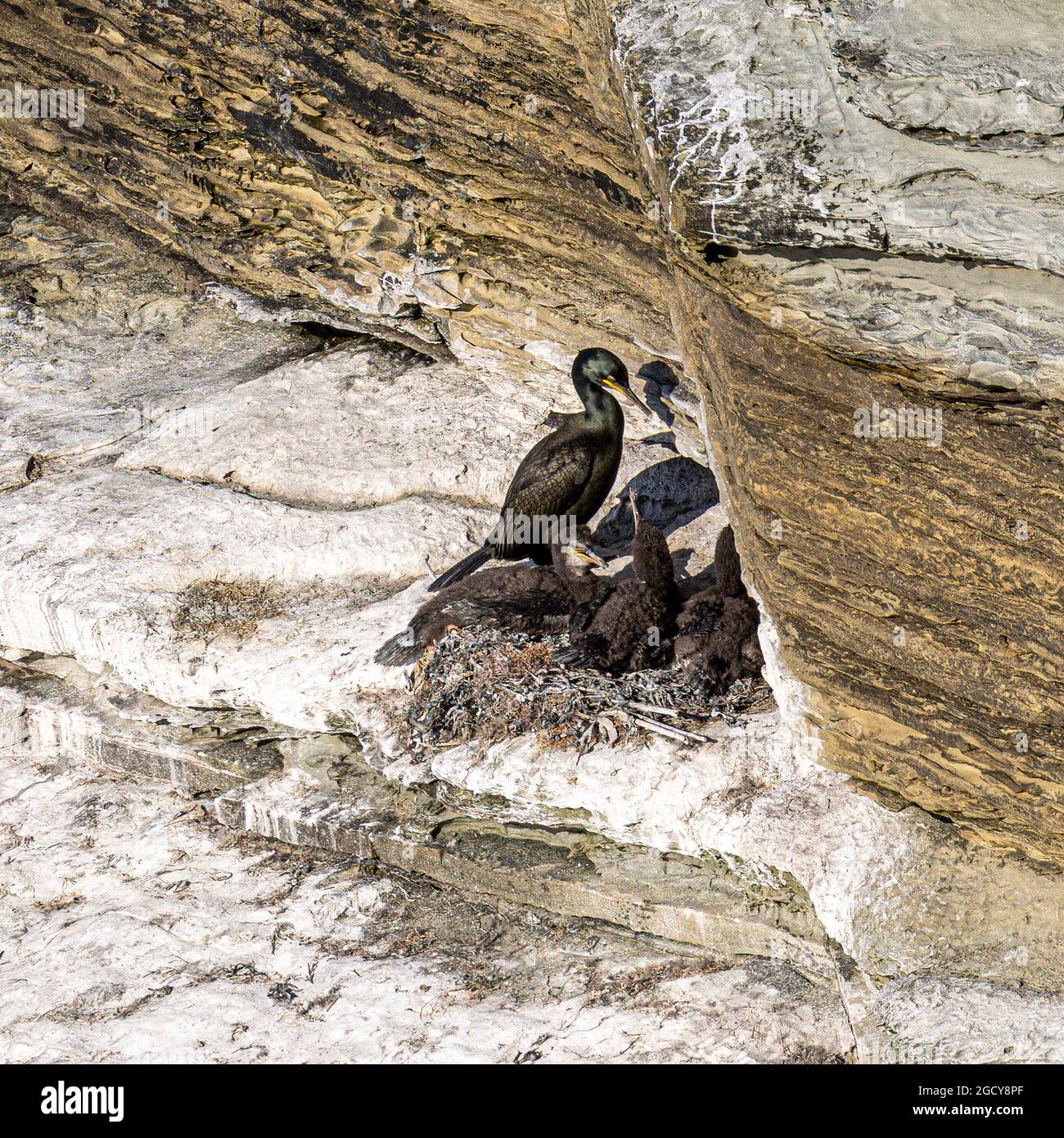 Shags nidificanti su una scogliera a Birsay, Scozia Foto Stock