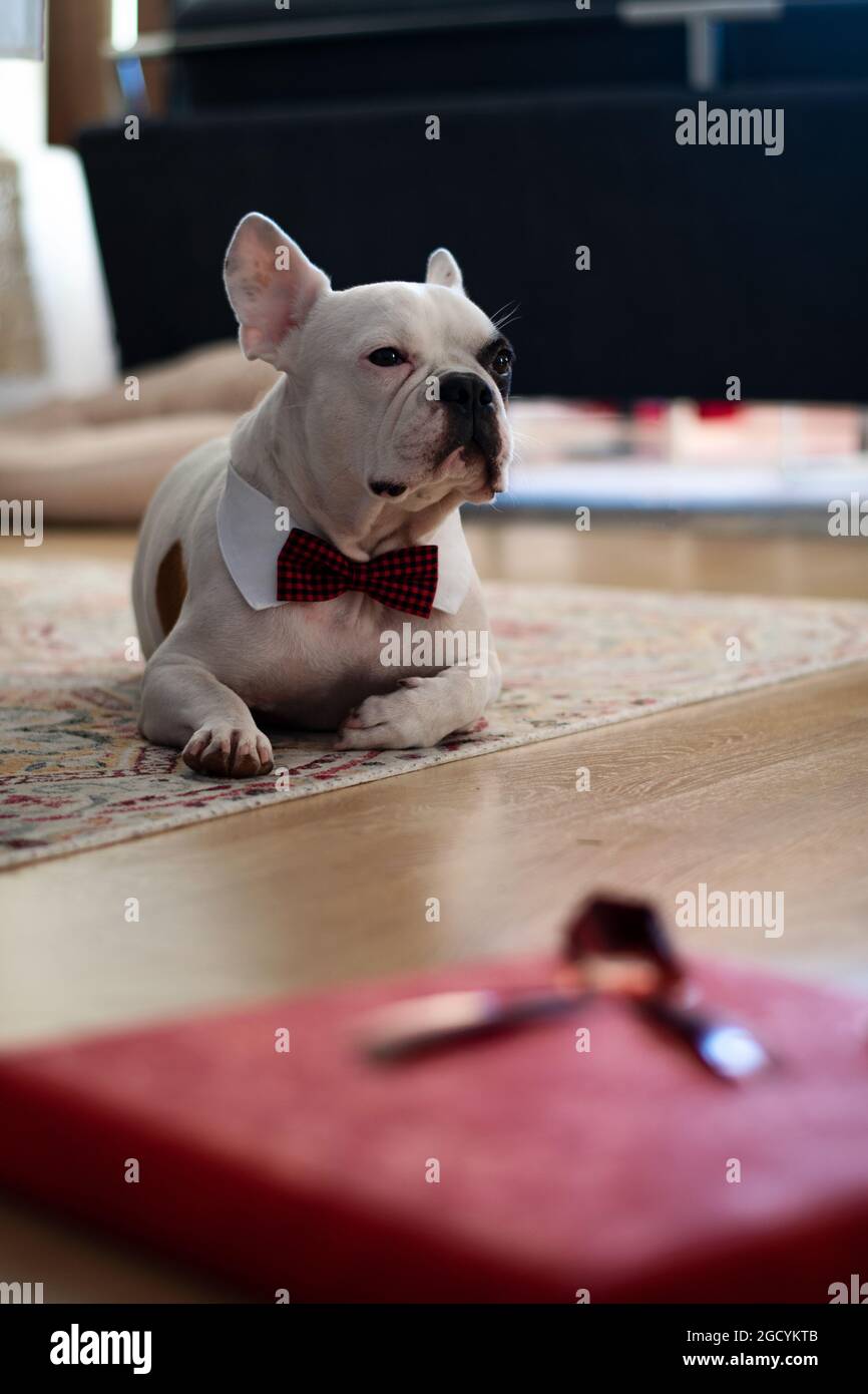 Bulldog francese, una razza di cane domestico, indossando una cravatta di  prua mentre attende sul tappeto per le celebrazioni di inizio e i regali da  aprire Foto stock - Alamy