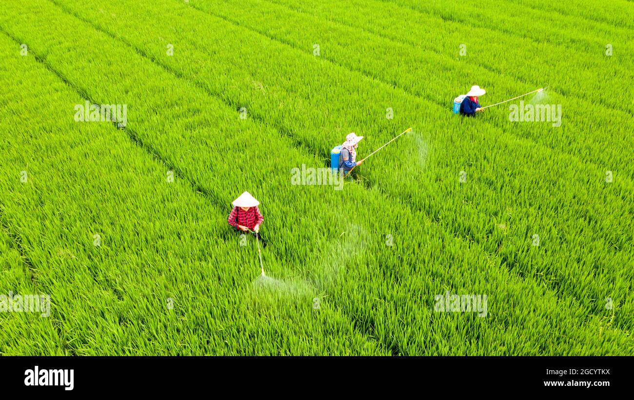 Gli agricoltori spruzzano pesticidi in un campo di riso nella città di  Huai'an, nella provincia di Jiangsu, nella Cina orientale, il 9 agosto  2021. (Foto di ChinaImages/Sipa USA Foto stock - Alamy