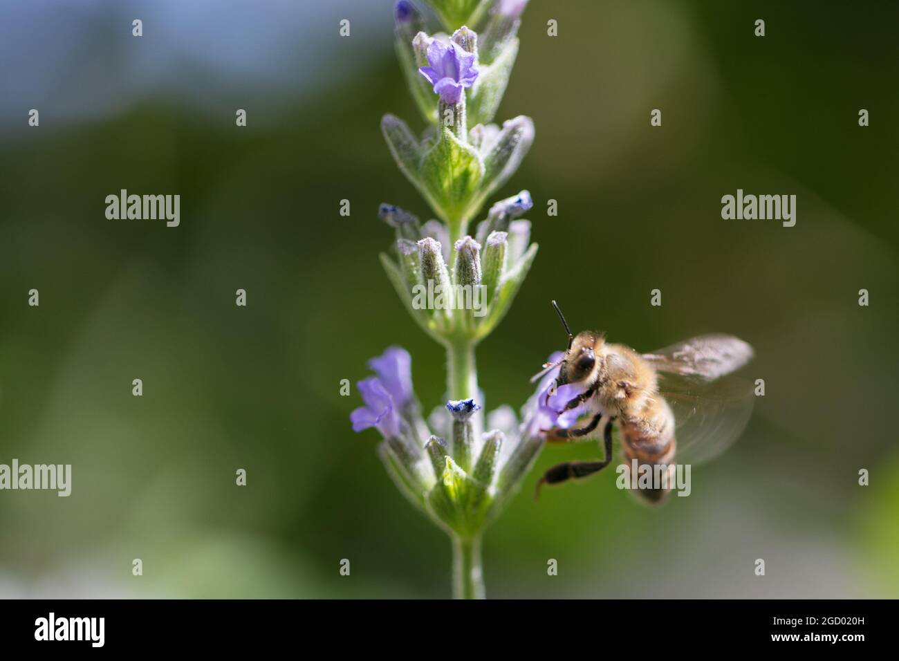 Api che raccolgono nettare in un campo verde Foto Stock